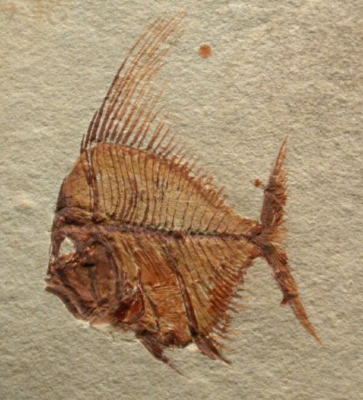 fossils of fish. velifer fossil fish.
