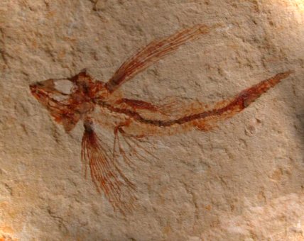 flying fish fossil