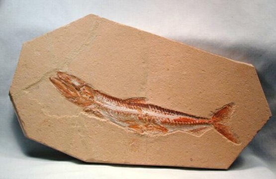 Prionolepis cataphractus fossil fish