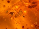 Spider in Dominican Amber