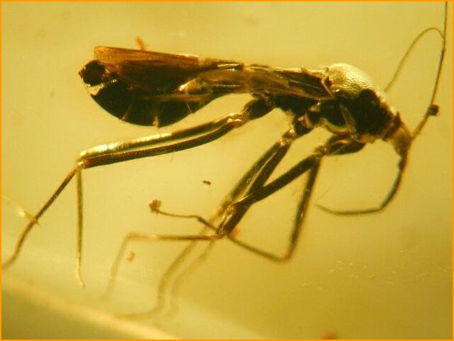 Assassin bug in Fossil Amber