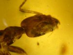 Dominican Amber with Worker Ant