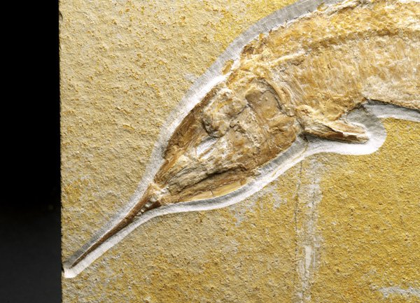 Aspidorhynchus acutirostris from Solnhofen