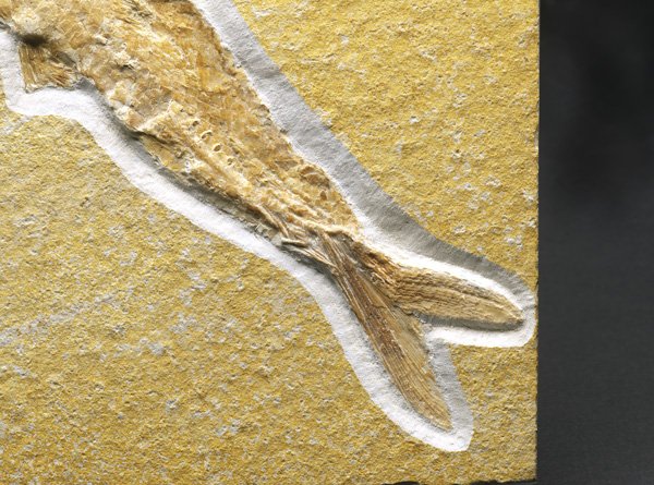 Aspidorhynchus acutirostris Fish Fossil with Soft Body Preservation from Solnhofen Lagerstätte Jurassic Fossil Site in Germany