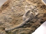Onychocrinus Crinoid Fossil