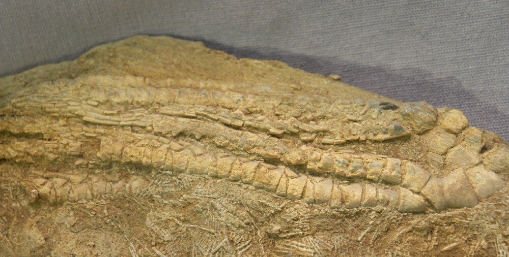 Phacelocrinus Alabama Crinoid Fossil Bangor Limestone