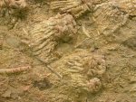 Tholocrinus Crinoid Fossil