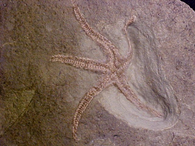 Henricia venturana Starfish Fossil