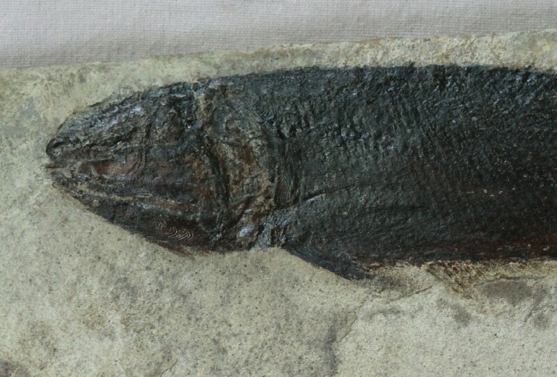 Paleonisciformes Fish Fossil Mississippian Bear Gulch  of Montana Lagerstätte