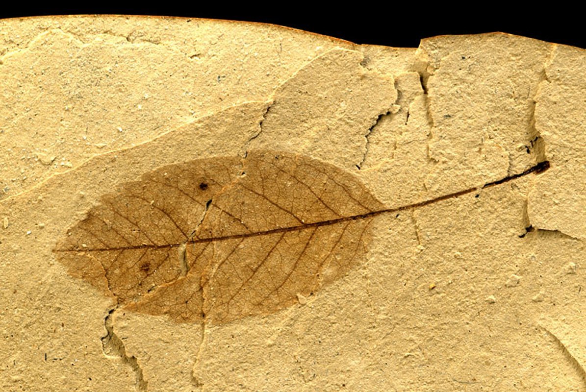 Elm Fossil Leaf Nevada