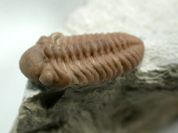 Viaphacops American Trilobites from Oklahoma