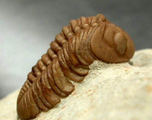 Lochovella deckeri American Trilobites