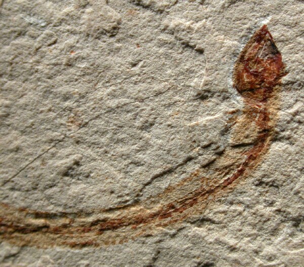 Anguillavus Fossil Ell
