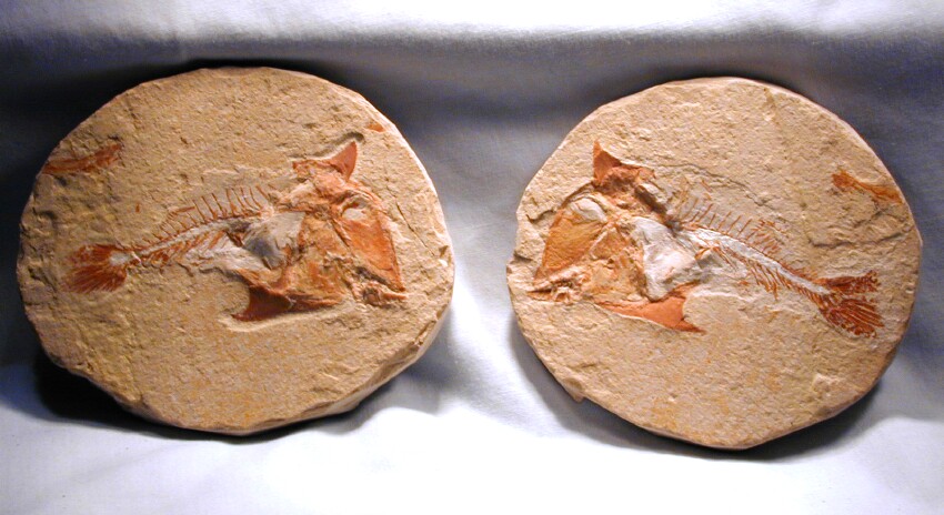 Coccodus insignis fossil fish