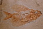 Ctenothrissa Fish Fossil