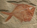 Diplomystus powrei