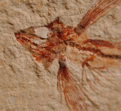 flying fish fossil