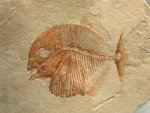 Gyronchus Fish Fossil