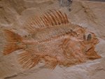 Perciformes Fish Fossils