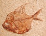 Pharmacichthys Fish Fossil