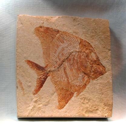 Pycnodontiformes fossil fish