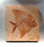 Pycnodontiform Fish Fossils from Lebanon