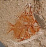 Pycnosteroides Lebanese Fish Fossils