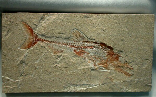 Eurypholis Lebanese Fish Fossil