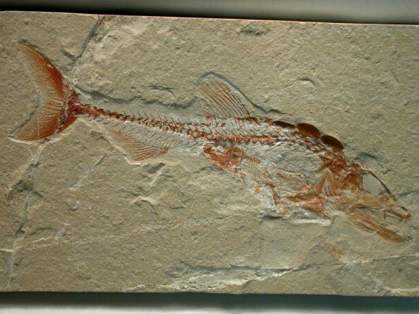 Eurypholis boissieri Fish Fossil