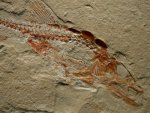 Eurypholis boissieri Fossil Fish in Fish Fossil