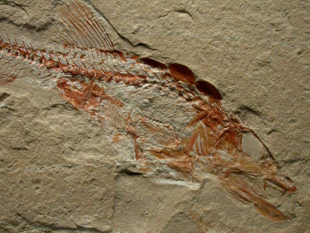 Eurypholis boissieri Fish Fossil