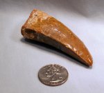 Carcharodontosaurus saharicus Dinosaur Tooth