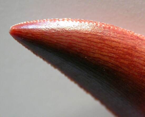 Deltadromeus Tooth