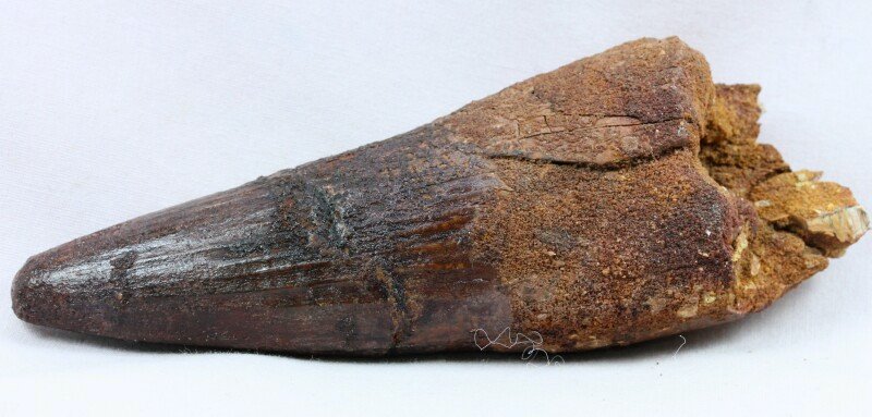 Spinosaurus aegyptiacus Dinosaur Tooth