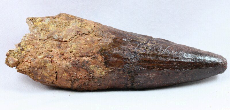 Spinosaurus aegyptiacus Dinosaur Tooth