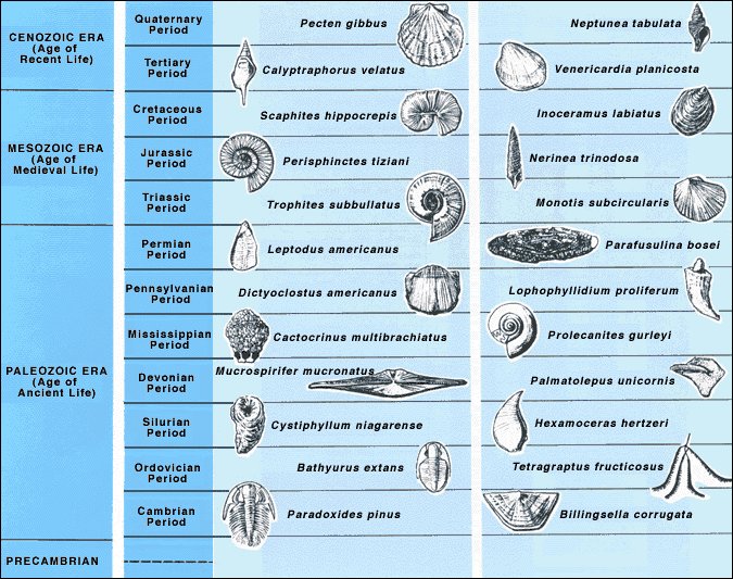 index fossil research paper