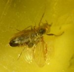 Biting Midge in Baltic Amber