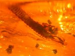 Millipede in Dominican Amber
