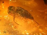 Rare Fire Beetle
