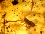 Pseudoscorpions in Amber