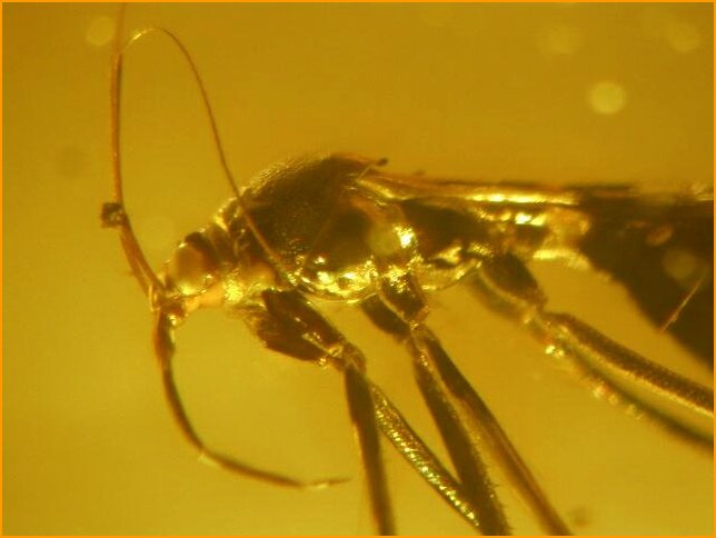 Reduvioidea in Amber