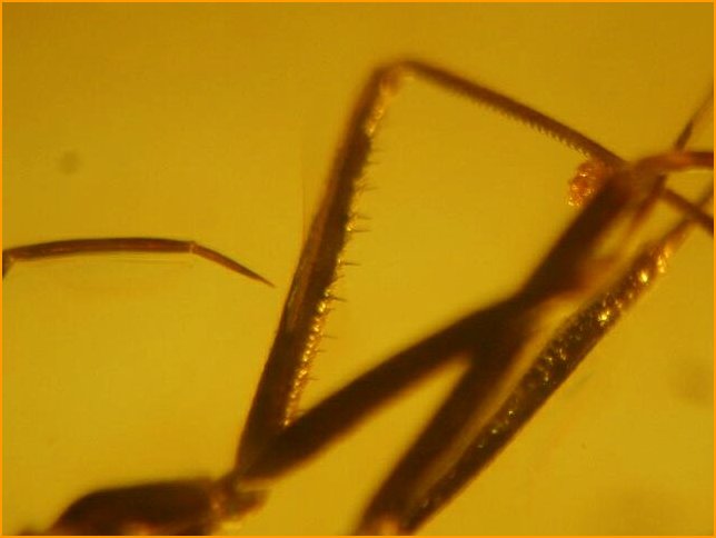 Reduvioidea Fossil