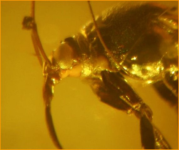 Reduvioidea Insect Fossil
