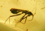  Lethal Assassin Bug Fossil