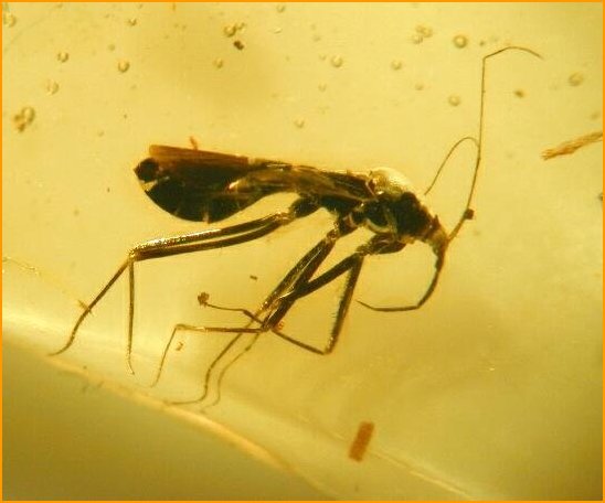 Assassin bug in Fossil Resin