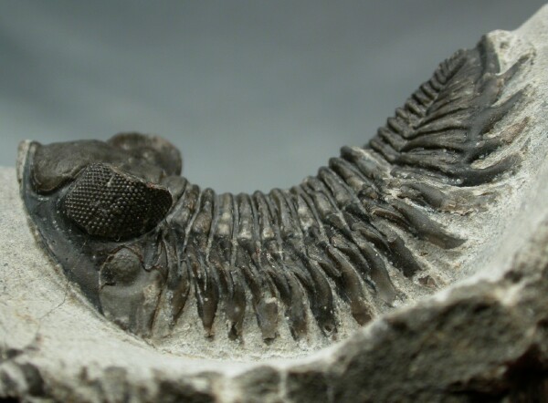 Coltraenia 