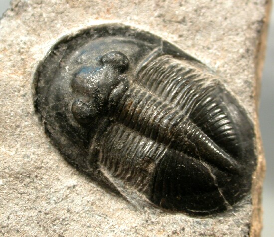 Dechenella burmeisteri