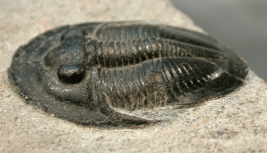 Dechenella