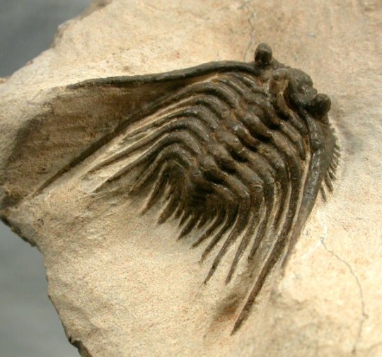 Leonaspis Moroccan Trilobite 