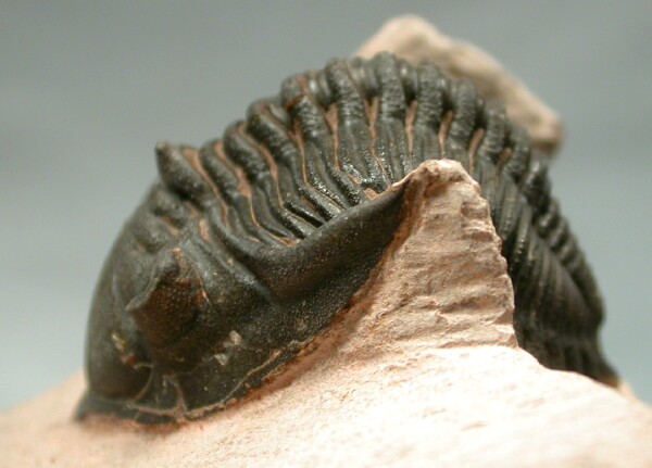 Metacanthina issoumourensis